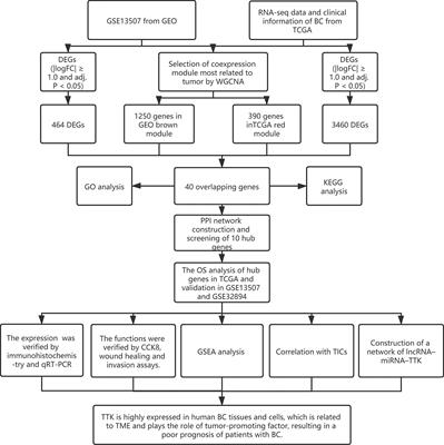 Identification and Validation of Hub Genes Associated with Bladder Cancer by Integrated Bioinformatics and Experimental Assays